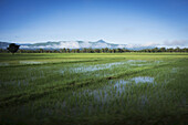 Rice Fields; Timor-Leste