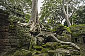 Ta Prohm, beeindruckender Tempel im Angkor-Gebiet, erbaut im 12. Jahrhundert; Siem Reap, Kambodscha