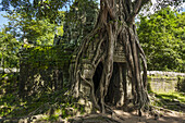 Ta Som Temple, Built By The King Jayavarman Vii In The 12th Century, From Angkor; Siem Reap, Cambodia