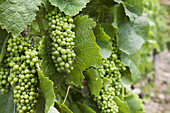 Grüne Weintrauben; Manarola, Ligurien, Italien