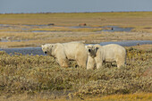 Ein Paar Polare hängen im Gras an der Südküste der Hudson Bay, in der Nähe von Gillam; Manitoba, Kanada