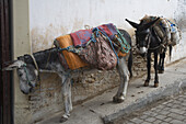 Zwei Esel, die mit relativ leichten Rucksäcken angebunden sind; Fes, Marokko