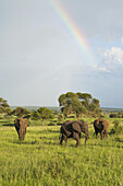 Three Elephants On The African Savannah With A Rainbow In The Background, Tarangire National Park; Tanzania