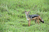 Schwarzrückenschakal steht aufmerksam im Grasland des Ngorongoro-Kraters; Tansania