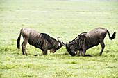 Two Wildebeest Sparring On The Floor Of Ngorongoro Crater; Tanzania