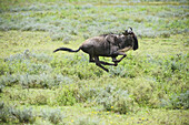 Wildebeest Has All Four Feet Off The Ground As It Gallops Across The African Savannah Near Ndutu, Ngorongoro Crater Conservation Area; Tanzania