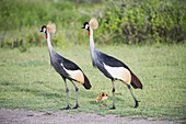 Grey Crowned Crane Parents With Newly Hatched Colt Near Ndutu, Ngorongoro Crater Conservation Area; Tanzania