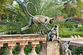 Affen im Mandore-Garten; Jodphur, Rajasthan, Indien