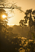 Blick durch den Busch bei Sonnenaufgang, Liwonde National Park; Malawi