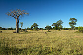 Warzenschwein (Phacochoerus Africanus) beim Grasen in der Nähe eines kleinen Baobab-Baums, Liwonde-Nationalpark; Malawi