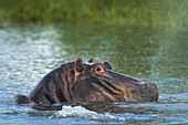 Hippo Snorting Spray Of Water In The Shire River, Liwonde National Park; Malawi