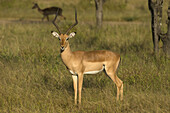 Impala (Aepyceros Melampus) im Liwonde-Nationalpark; Malawi