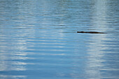 Crocodile Gently Swimming Across The Shire River, Liwonde National Park; Malawi
