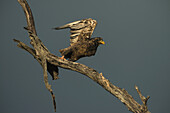 Immature Bateleur Eagle (Terathopius Ecaudatus) Taking Flight, Liwonde National Park; Malawi