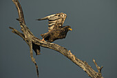 Ausgewachsener Gänseadler (Terathopius Ecaudatus) im Flug, Liwonde National Park; Malawi