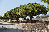 Vögel wandern auf dem Boden neben einer Steinmauer und Bäumen; Paphos, Zypern