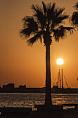 Silhouette Of Sailboat Masts, Building And A Palm Tree In The Harbour; Paphos, Cyprus