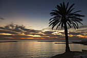 Silhouette einer Palme am Rande des Wassers bei Sonnenuntergang; Paphos, Zypern