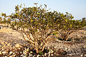 Weihrauchbaum (Boswellia Sacra), Museum des Weihrauchlandes; Al Balid, Salalah, Oman