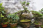 Potted Plants In Ruiyu Courtyard, Xidi, Anhui, China