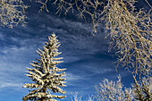 Frosted Evergreen Tree Framed By Frosted Tree Branches With Blue Sky And Clouds; Calgary, Alberta, Canada