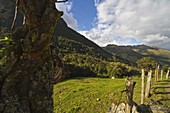 Zaun am Nebelwald, Cajas-Nationalpark, Azuay, Ecuador