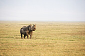 Spitzmaulnashorn schnüffelt am Wind im Ngorongoro-Krater; Tansania