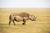 Black Rhinoceros Walking In Ngorongoro Crater; Tanzania