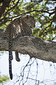 Leopard ruht in einem Baum in der Nähe von Ndutu, Ngorongoro-Krater-Schutzgebiet; Tansania