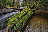 Haans Creek Flows Through The Green Rainforest Near Sandspit Which Is On Haida Gwaii; British Columbia, Canada