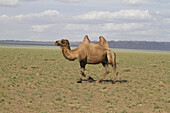 Trampeltier (Camelus Bactrianus), Gobi Gurvansaikhan National Park, Ã-mnÃ¶govi Provinz, Mongolei