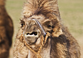 Trampeltier (Camelus Bactrianus), Gobi-Gurvansaikhan-Nationalpark, Ã-mnÃ¶govi-Provinz, Mongolei