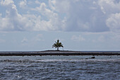 Island With Palm Tree And Pacific Ocean; Tahiti
