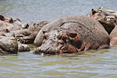 Hippopotamuses (Hippopotamus Amphibius) In Lake Naivasha, Lake Naivasha National Park; Kenya