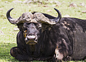 African Buffalo (Syncerus Caffer), Mara North Conservancy; Kenya