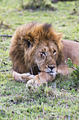Male East African Lion (Panthera Leo Nubica) Laying On The Grass, Mara Naboisho Conservancy; Kenya