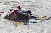 Flusspferd (Hippopotamus Amphibius) in einem Flusspferdbecken, Mara Naboisho Conservancy; Kenia