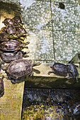Schildkröten im offiziellen Tempel des Kriegsgottes; Tainan, Taiwan