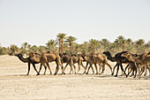 Kamele in der Wüste Sahara, nahe Merzouga; Marokko