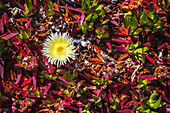 Gelbe Hottentottenfeige (Carpobrotus Edulis) entlang der kalifornischen Küste im Sonoma County; Kalifornien, Vereinigte Staaten von Amerika
