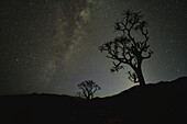 Kookerboom Tree Under The Milky Way, Richtersveld National Park; South Africa