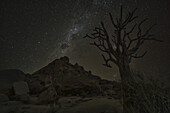Milky Way Shines In The Night Sky Above A Dead Kookerboom Tree In Richtersveld National Park; South Africa