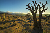 Richtersveld-Nationalpark mit totem Kookerboom-Baum; Südafrika