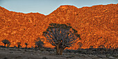 The Rising Sun Illuminates The Mountains Of Richtersveld National Park As The Kookerboom Trees Stand Silent In The Desert; South Africa