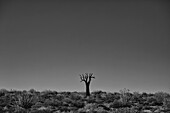 Richtersveld-Nationalpark mit abgestorbenem Kookerboom-Baum; Südafrika