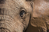 Nahaufnahme eines afrikanischen Elefanten im Addo-Elefanten-Nationalpark; Südafrika