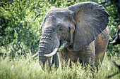 Elefant (Elephantidae) bei der Fütterung im Dinokeng-Wildreservat; Südafrika