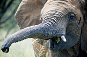 Elefant (Elephantidae) bei der Fütterung im Dinokeng Wildreservat; Südafrika