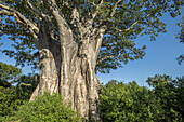 Baobab Tree (Adansonia), Kruger National Park; South Africa