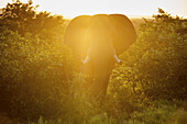 Afrikanischer Elefant (Loxodonta), Krüger-Nationalpark; Südafrika